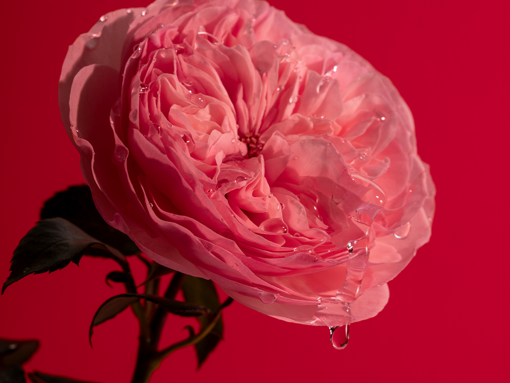 Lašantis Personal Rose
