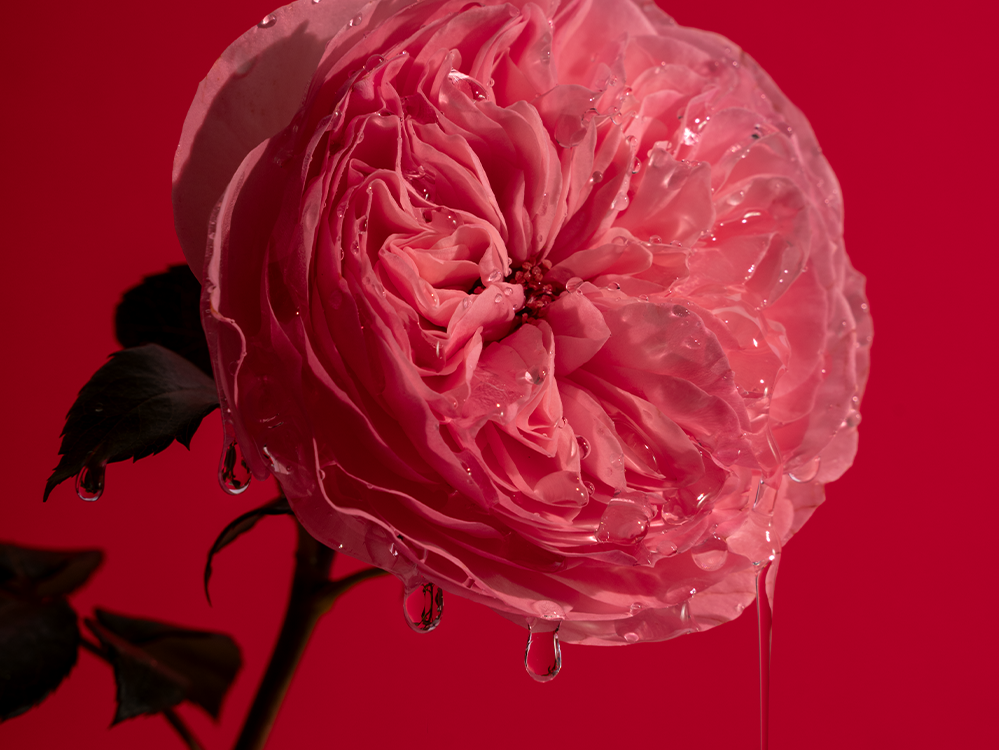 Lašantis Bold Rose