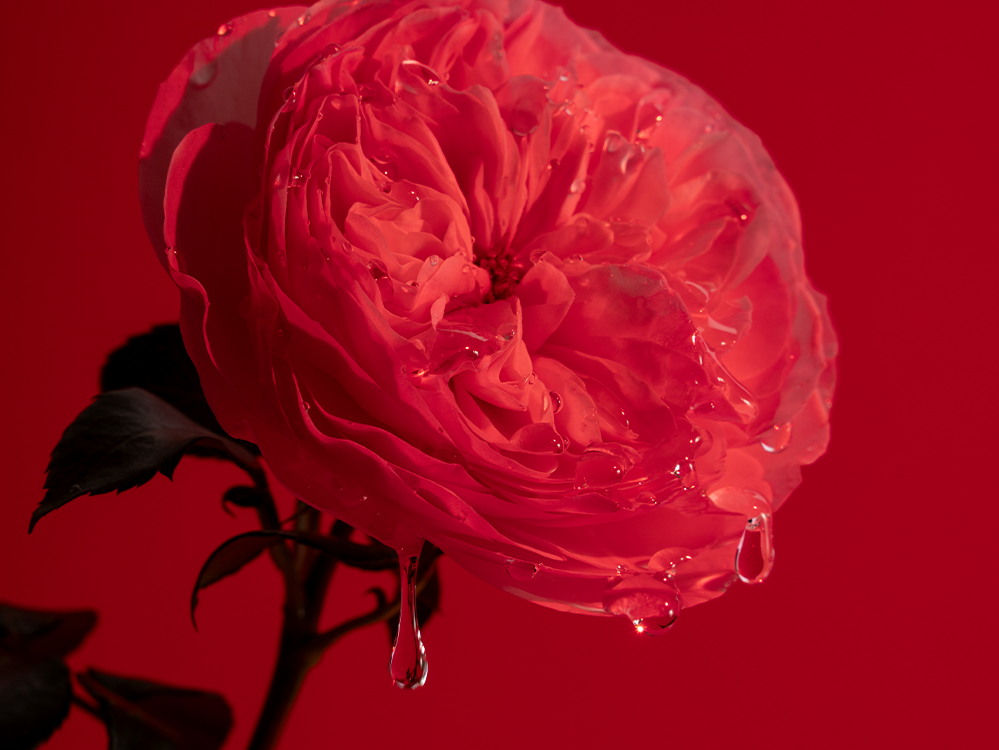 Lašantis Expressive Rose